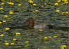 DSC08196 copy.jpg