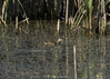 DSC08222 copy.jpg
