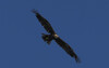 DSC08320 copy.jpg