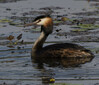 DSC08339 copy.jpg