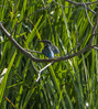 DSC08353 copy.jpg