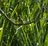 DSC08354 copy.jpg