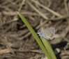 DSC08363 copy.jpg