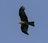 DSC08366 copy.jpg