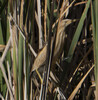 DSC08379 copy.jpg