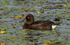 DSC08999 copy~0.jpg