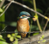DSC09198 resize.jpg