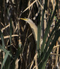 DSC09260 copy.jpg