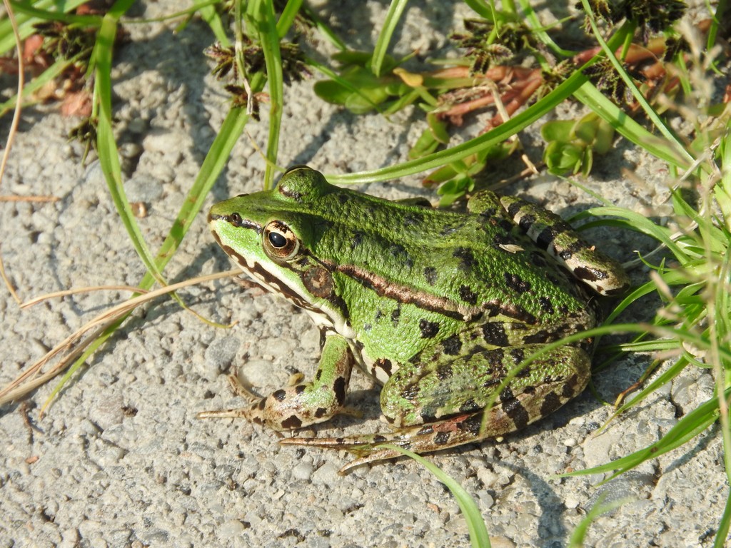 Klikni za ogled večje slike