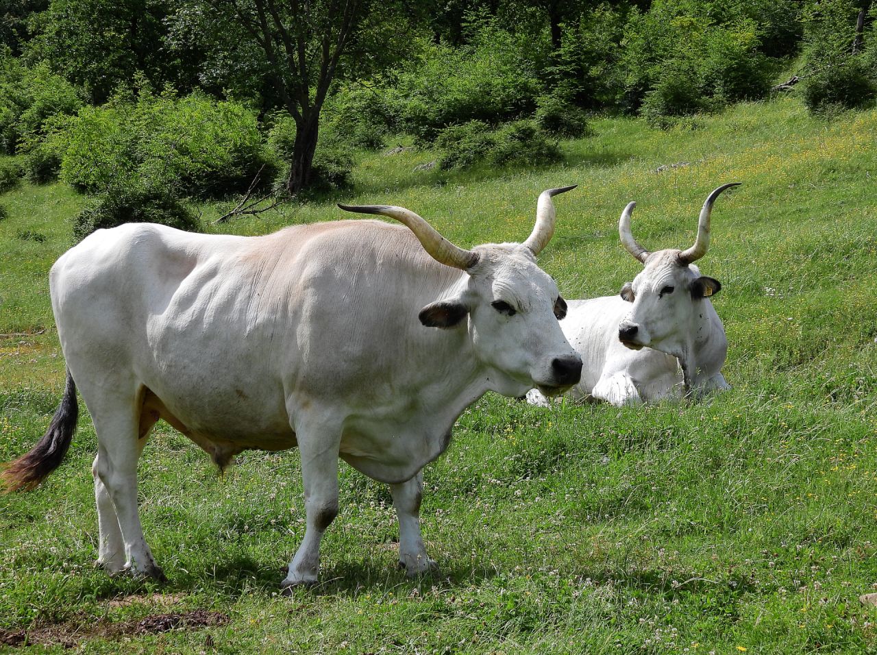 Klikni za ogled večje slike