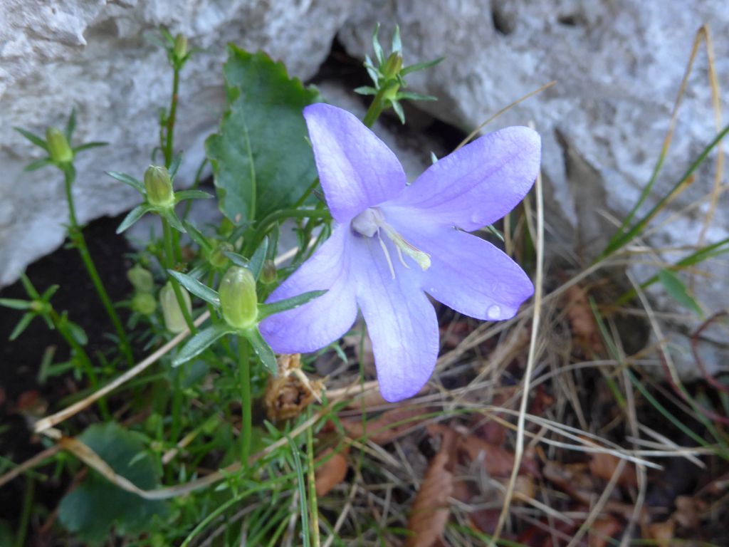 Klikni za ogled večje slike