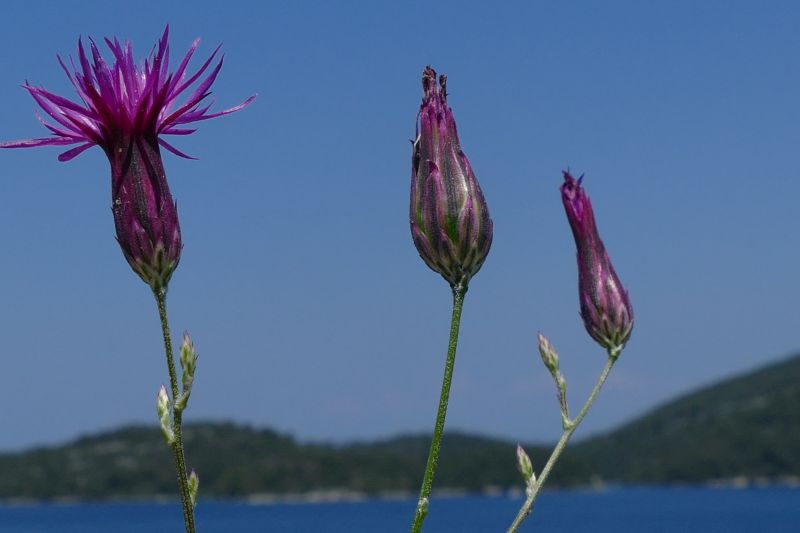 Klikni za ogled večje slike