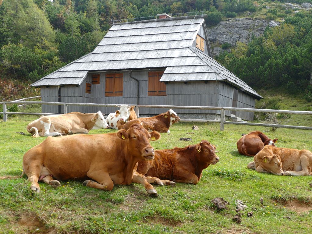 Klikni za ogled večje slike