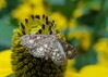 20240814_092840 cisljakova travniska vesca (Anania stachydalis).jpg