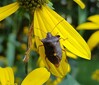 20240817_095615 uhata rosonozka (Pentatoma rufipes).jpg