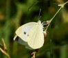 DSCN2570 repin belin - samica (Pieris rapae).jpg