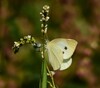 DSCN2571 repin belin - samica (Pieris rapae).jpg