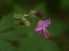 IMG_3996 korenikasta krvomocnica C.jpg