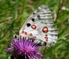 IMG_4776 rdeci apolon CS.jpg