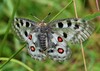 IMG_5303 rdeci apolon.jpg