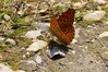 P1120264 metulj neznanec.jpg