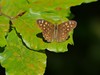 P1160264 metulj gozdni pegav__ek.jpg