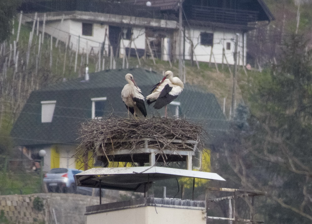 Klikni za ogled večje slike