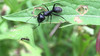 Camponotus sp..jpg