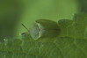 Cassida viridis.jpg