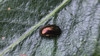 Chrysolina brunsvicensis2.jpg