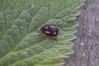 Chrysolina hemisphaerica purpurascens.jpg