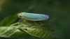 Cicadella viridis.jpg