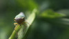 Cicadella viridis2.jpg
