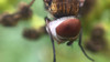 Ectophasia crassipennis detail2.jpg