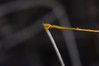 Hemitrichia serpula.jpg