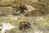 Onthophagus coenobita2.jpg