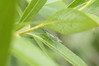 Rhogogaster viridis.jpg