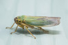 cicadella viridis.jpg