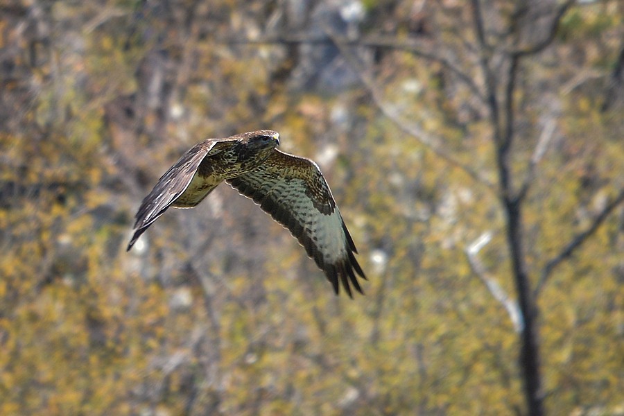 Klikni za ogled večje slike