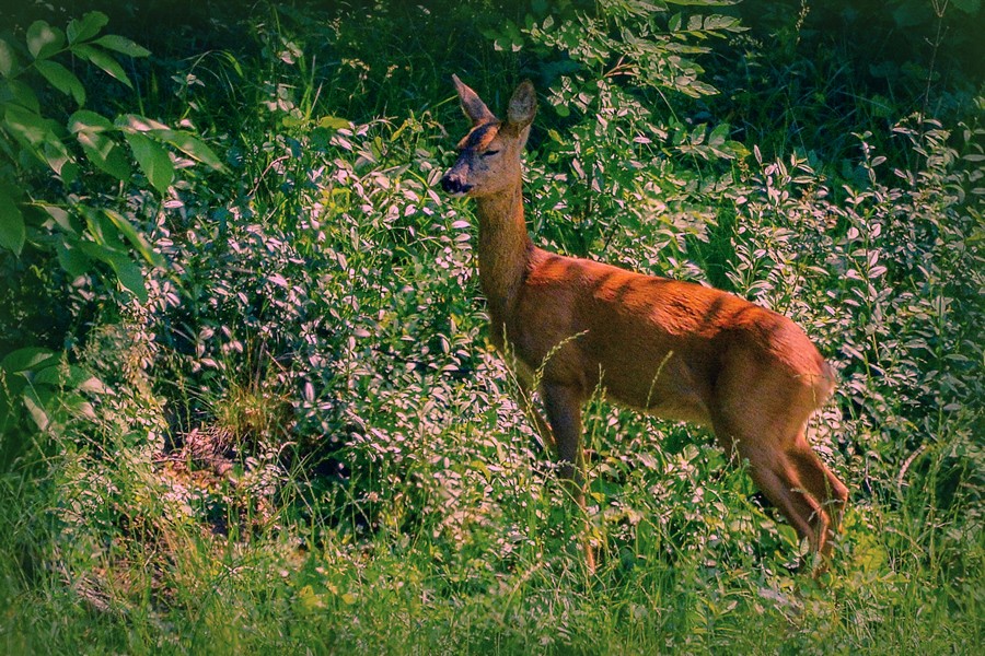 Klikni za ogled večje slike