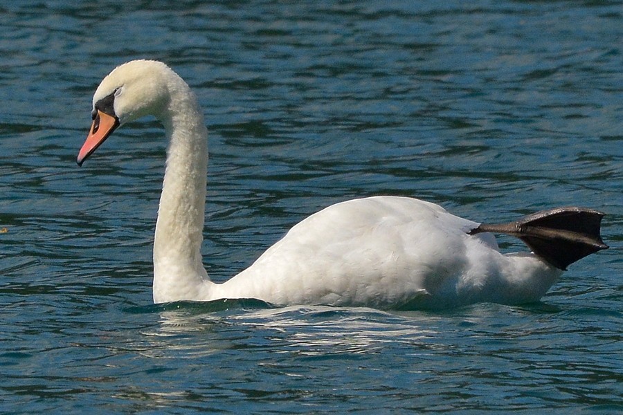 Klikni za ogled večje slike