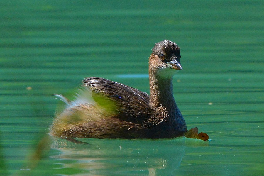 Klikni za ogled večje slike