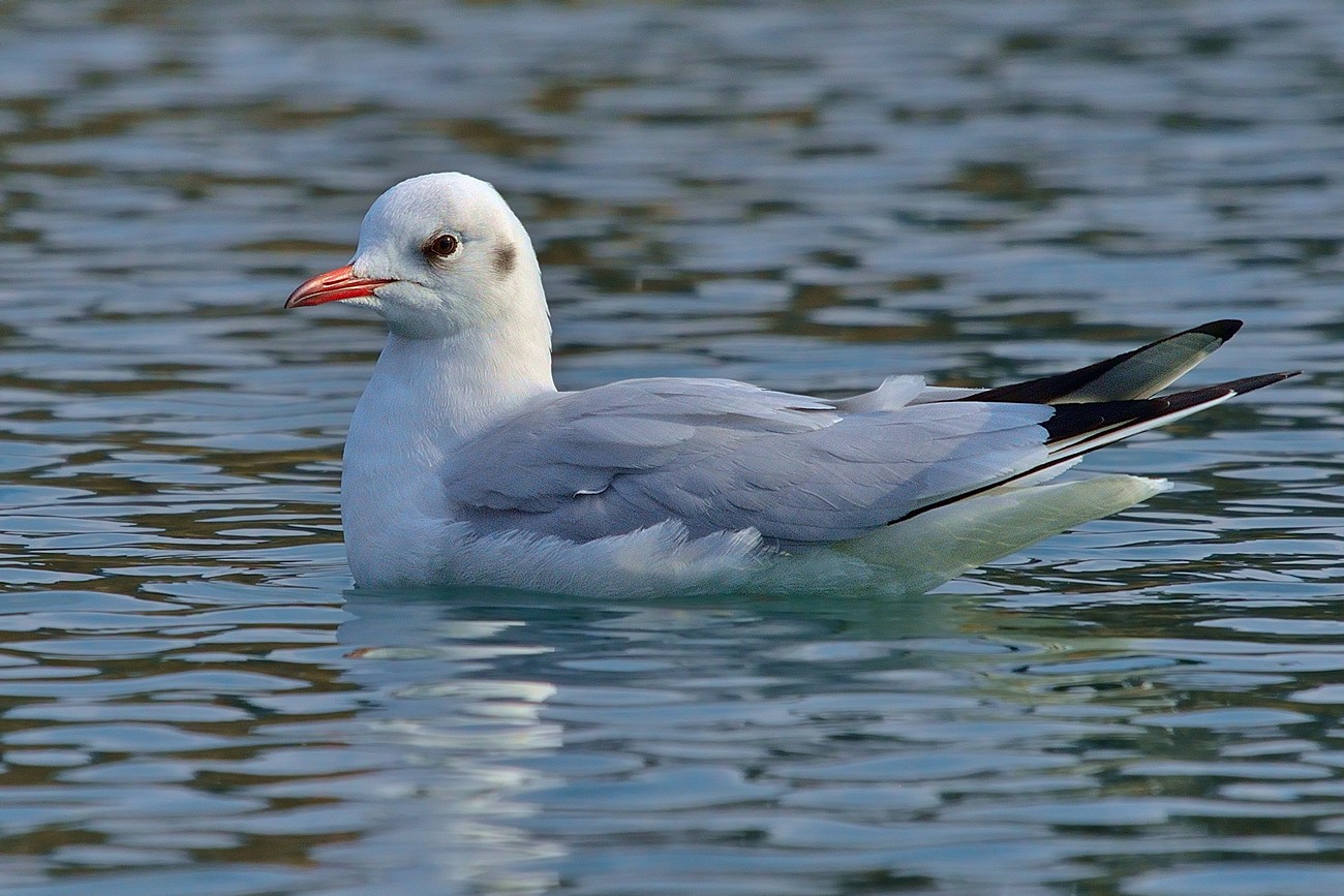 Klikni za ogled večje slike