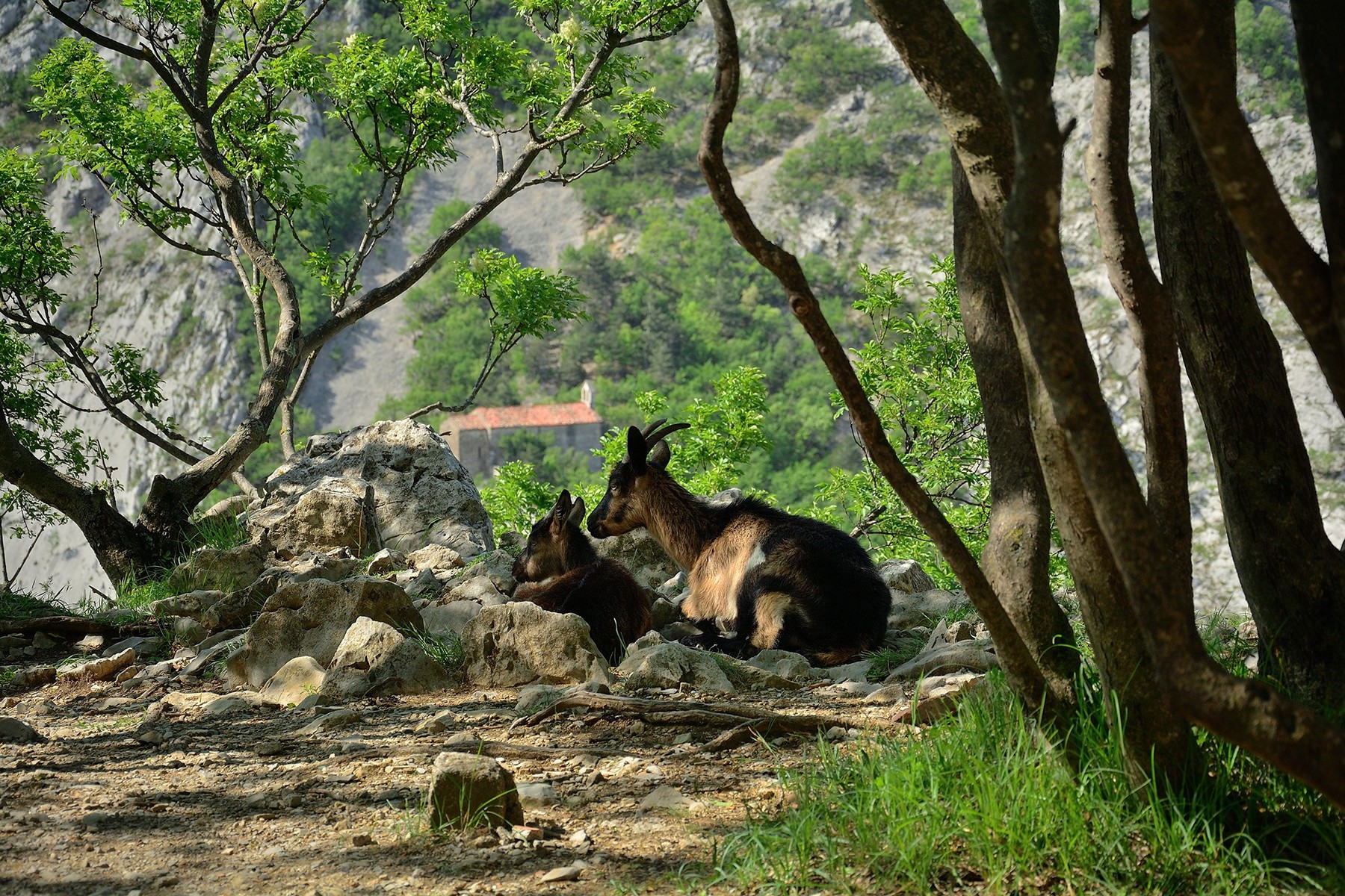 Klikni za ogled večje slike