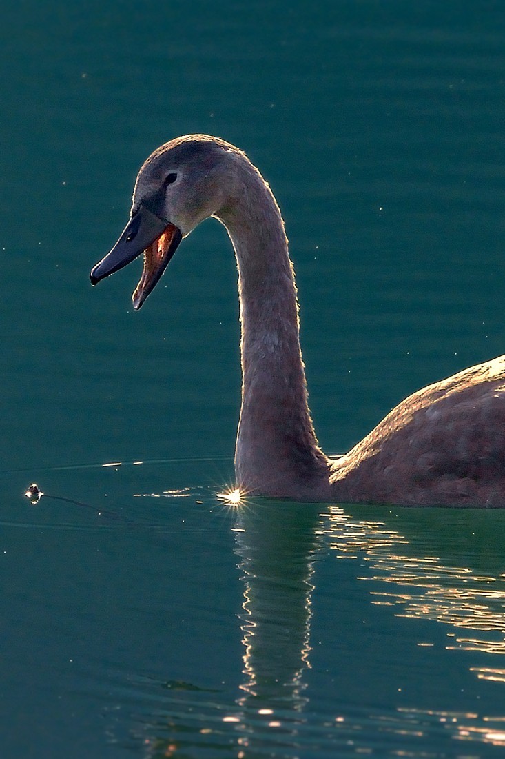 Klikni za ogled večje slike