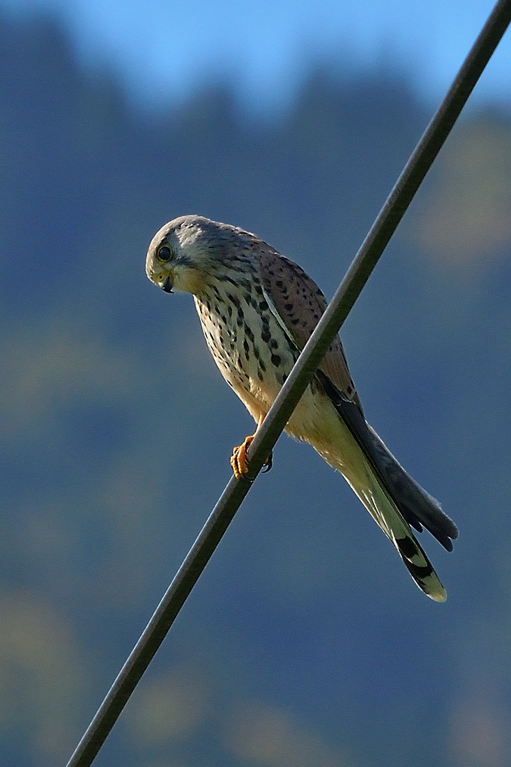 Klikni za ogled večje slike