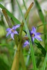 Sisyrinchium montanum.jpg