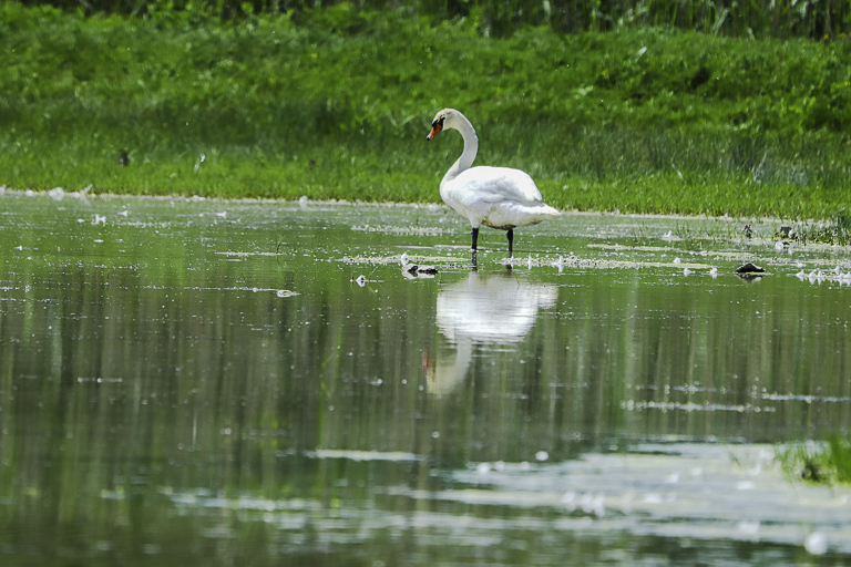 Klikni za ogled večje slike