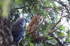 Ime datoteke: DSCN0609.JPG
Velikost datoteke: 713kB
Dimenzija: 1400x933
Datum objave: April 29, 2025 DSCN0609.JPG