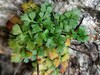 Asplenium lepidum_V_1.jpg